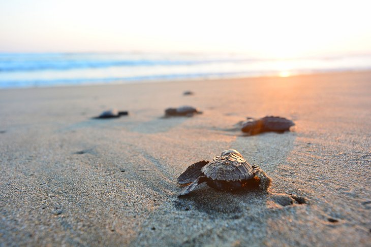 Baby sea turtles on the beach