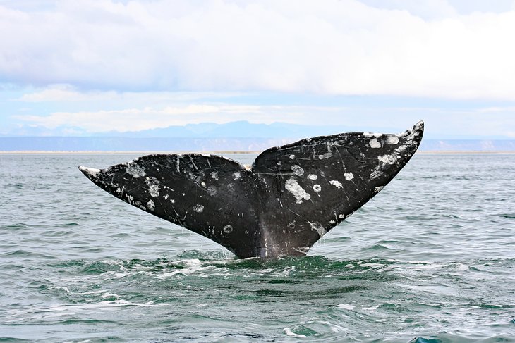 Gray whale in the San Ignacio Lagoon