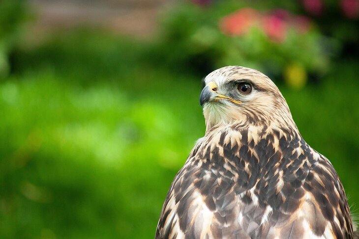 Rough-legged hawk at ZooMontana