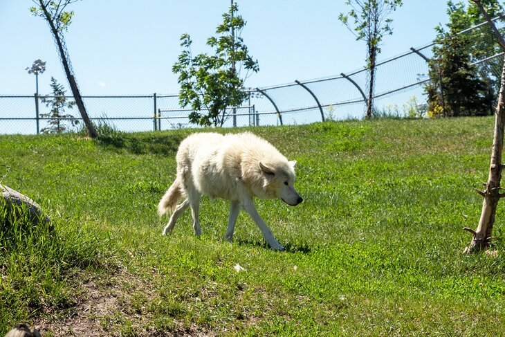 Wolf at the Red River Zoo in Fargo