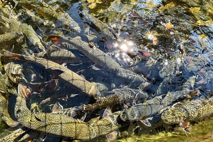 Trout at the Allentown Fish Hatchery