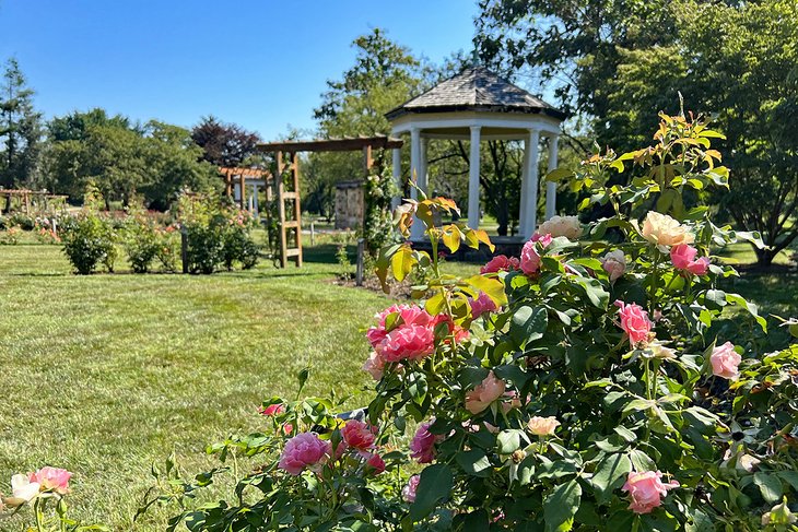 Malcolm Gross Rose Garden