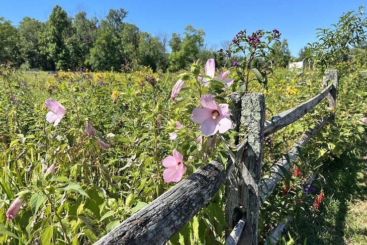 Bowman's Hill Wildflower Preserve