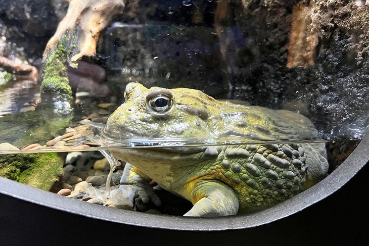 African bullfrog at the Electric City Aquarium &amp; Reptile Den