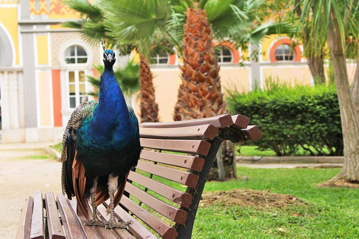 Peacock in Alameda João de Deus Garden
