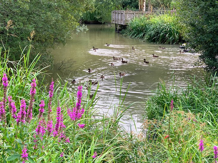 Conwy Water Gardens