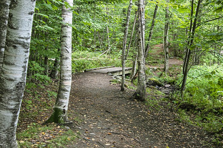 Weissner Woods