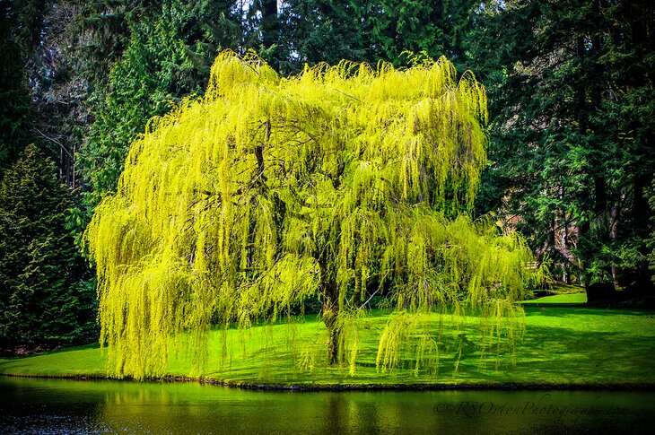 Weeping willow at the Bloedel Reserve