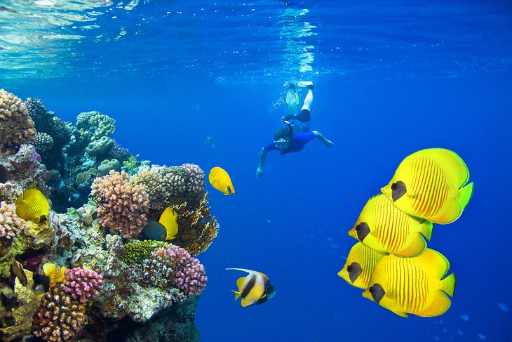 Snorkeling with colorful fish in Sharm El Sheikh