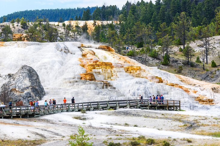 Mammoth Hot Springs