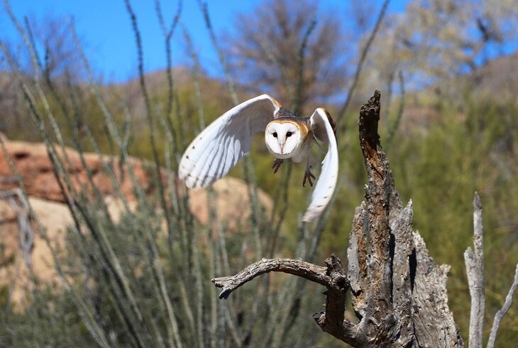 Barn owl flying during the Raptor Free Flight