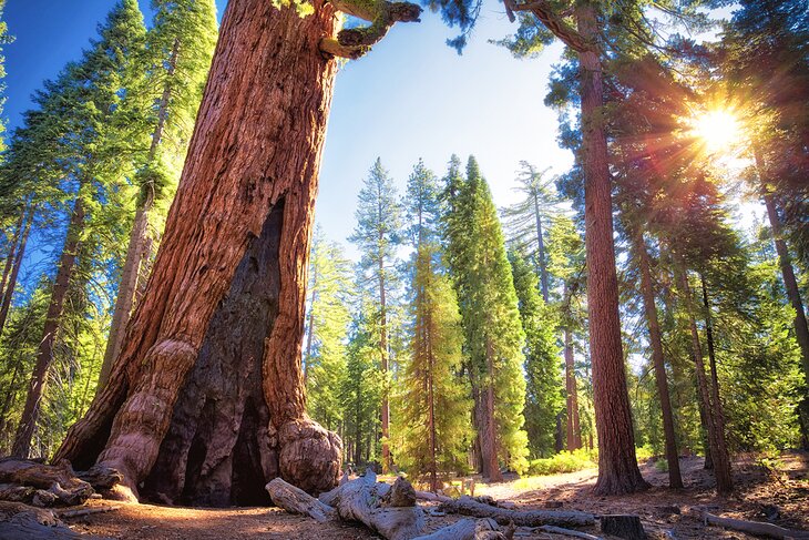 Grizzly Giant at Mariposa Grove