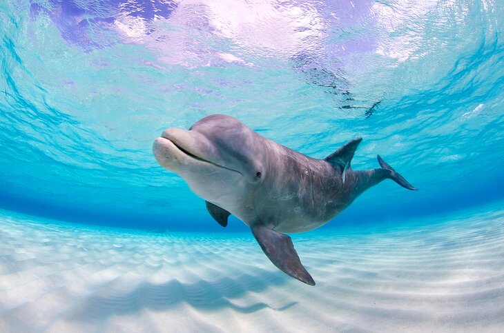 Dolphin in Grand Cayman
