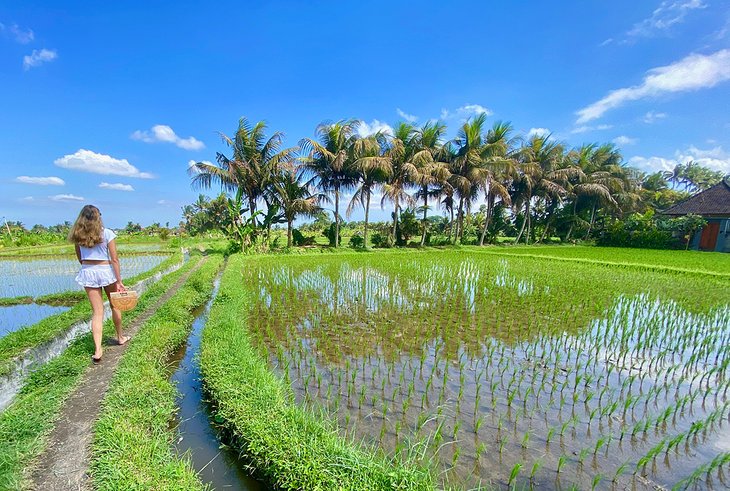 The author's daughter walking through rice paddies in Ubud