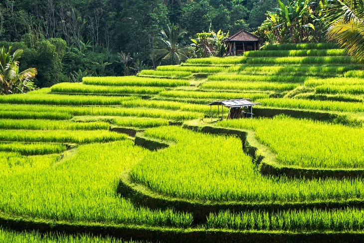 Jatiluwhi rice terraces