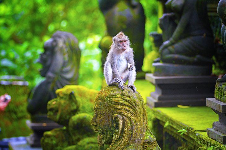 Monkey Forest in Ubud