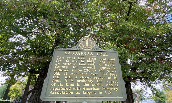 World's largest sassafras tree