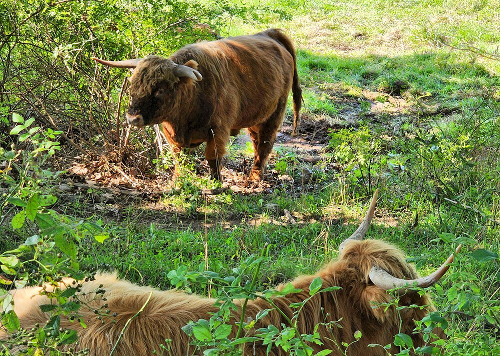 Cows enjoying the shade at Wolfe's Neck Center for Agriculture & the Environment | Photo Copyright: Lura R Seavey