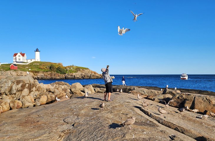 Feeding the gulls at Nubble Light