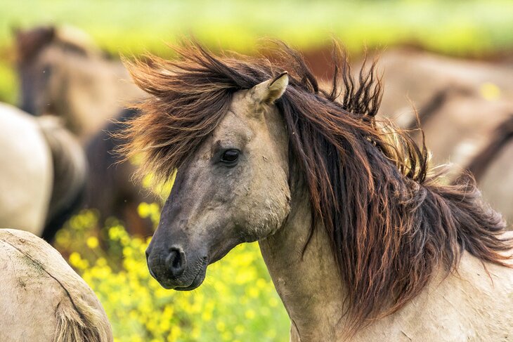 Konik Horses in the Oostvaardersplassen