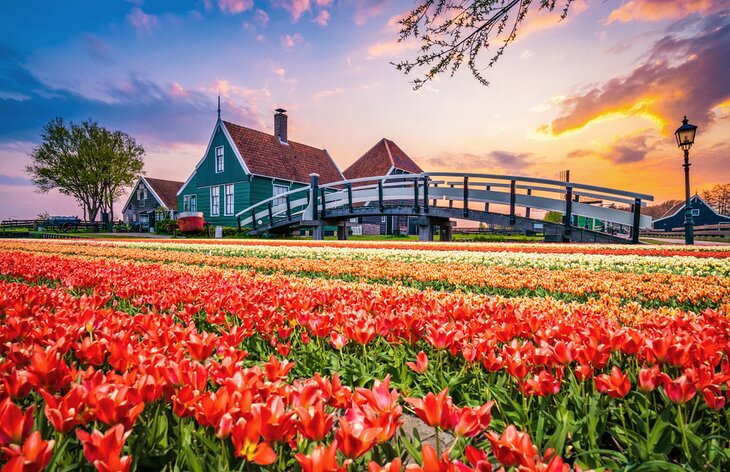 Zaanse Schanse with tulip fields