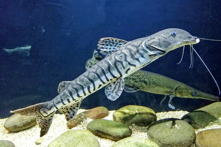 National Aquarium of New Zealand