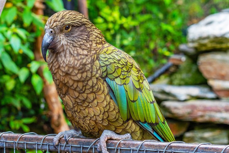 Kea parrot at the Kiwi Birdlife Park