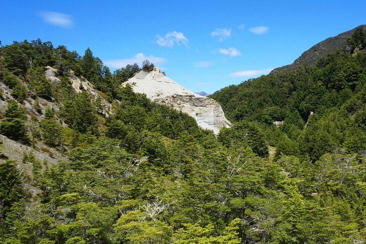 Scenery along the Mount Crichton Loop Track
