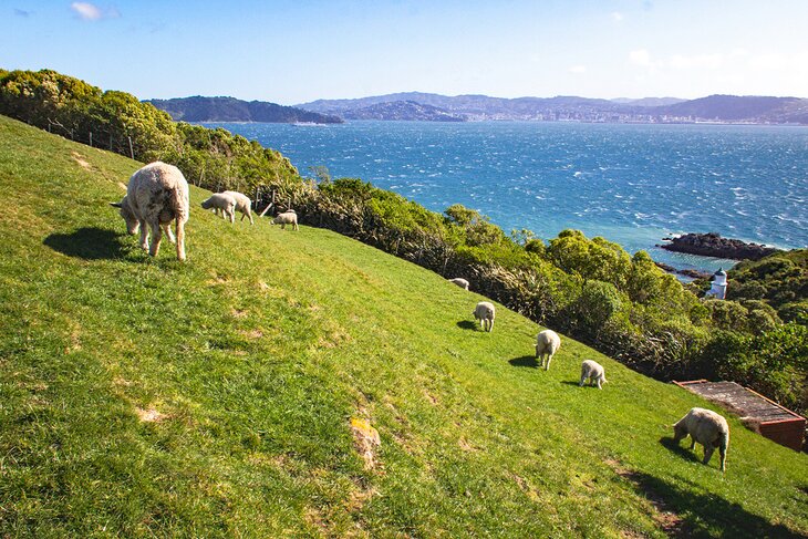 Sheep on Matiu Island