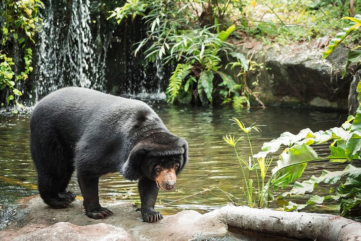 Sun bear at the Wellington Zoo