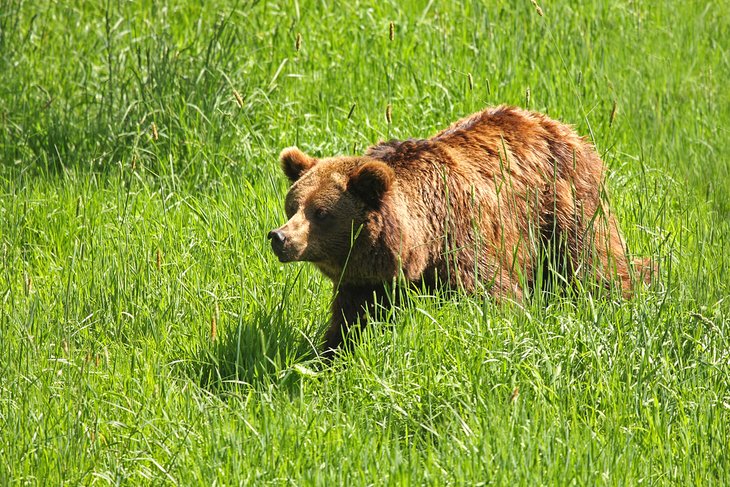 European brown bear at Blair Drummond Adventure Safari Park