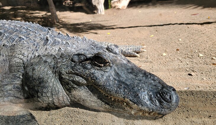 Crocodile at Crocodrilo Park
