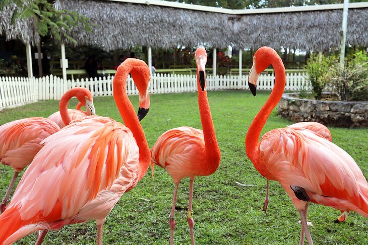 Flamingos at the Ardastra Gardens & Wildlife Conservation Centre