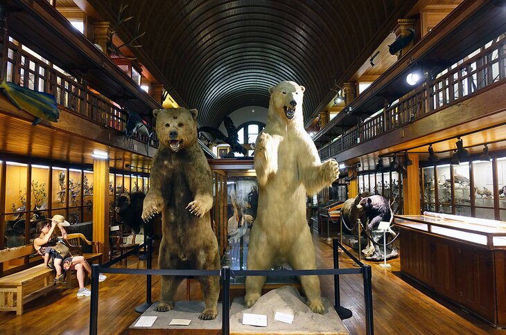 Fairbanks Museum in St. Johnsbury | Jeremy Thompson / photo modified