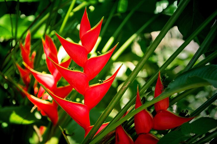 Heliconia blooms in the Belize Botanic Gardens