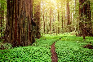From San Francisco to Redwood National & State Parks: 4 Best Ways to Get There