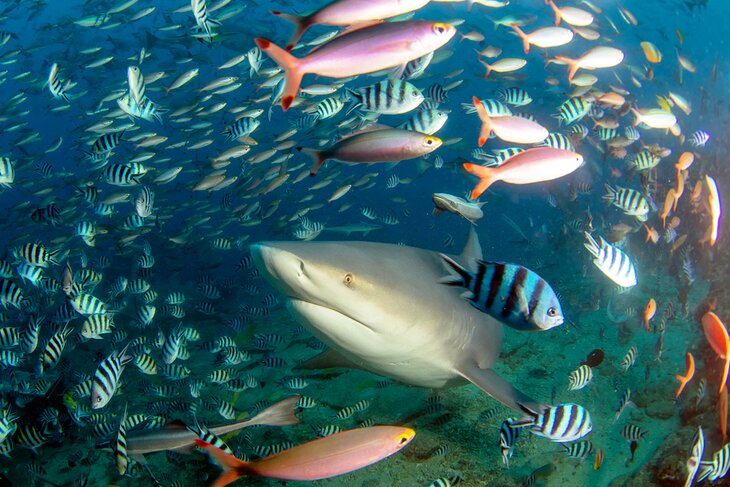 Shark diving in Beqa Lagoon