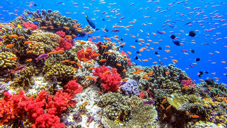 Colorful coral reef in Fiji