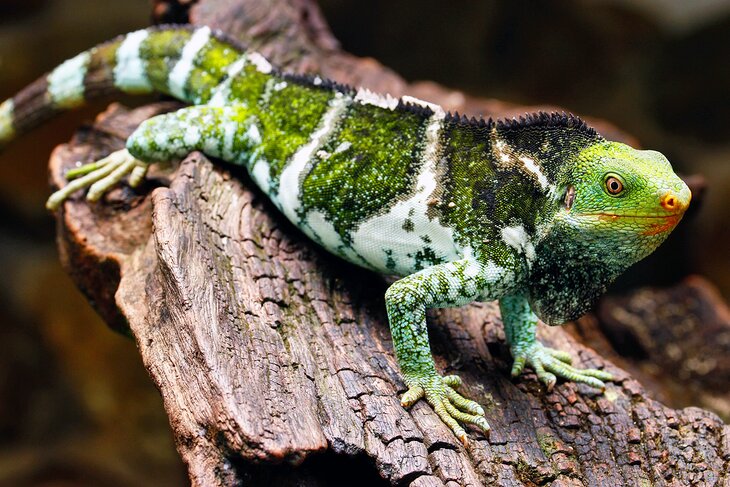 Fijian crested iguana