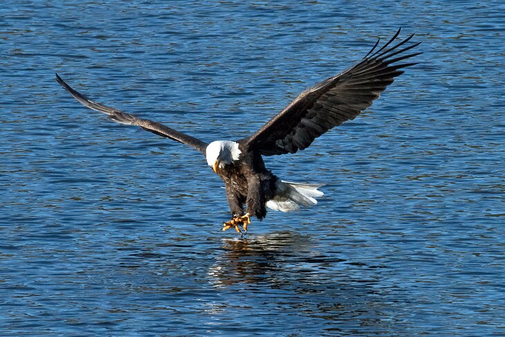 Bald eagle on Lake Coeur d'Alene