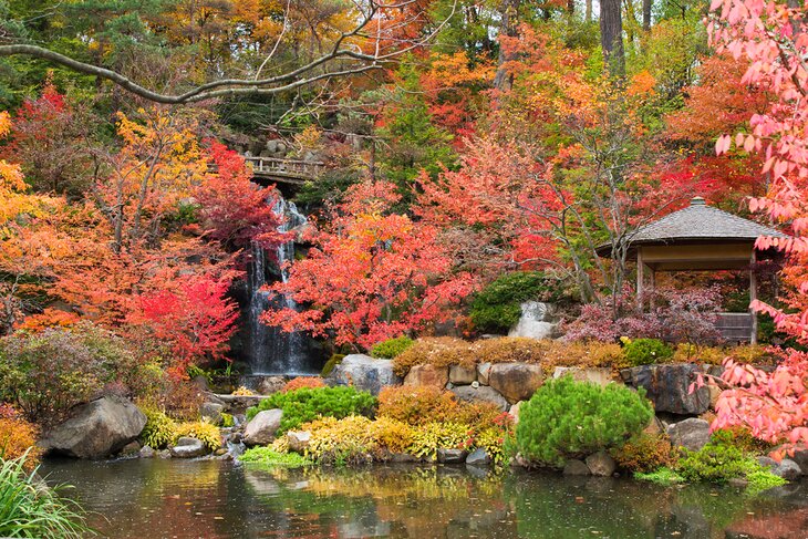 Fall colors in Anderson Japanese Gardens