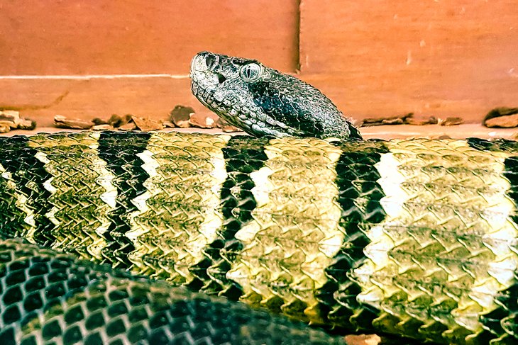 Rattlesnake at the Salato Wildlife Education Center