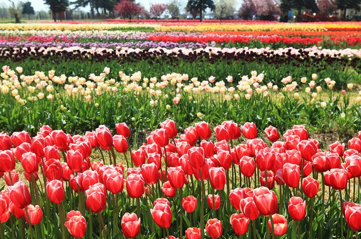 Veldheer Tulip Garden