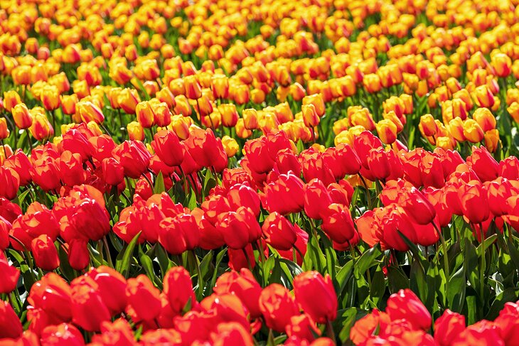 Tulips