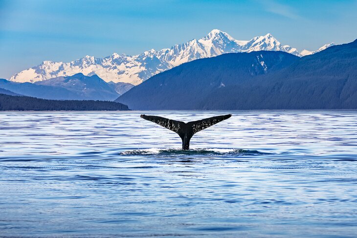 Whale tail in Alaska