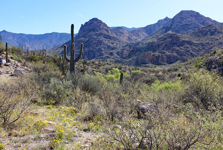 Scenery in Catalina State Park