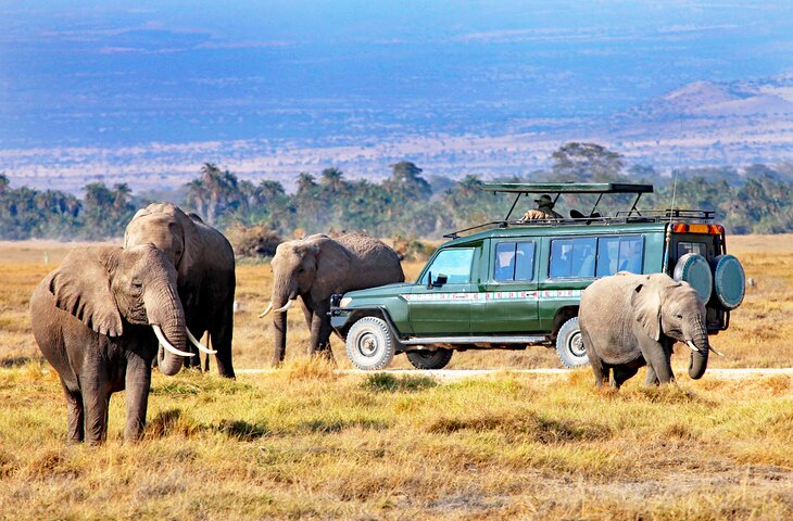 Game drive in the Maasai Mara National Reserve in Kenya, Africa