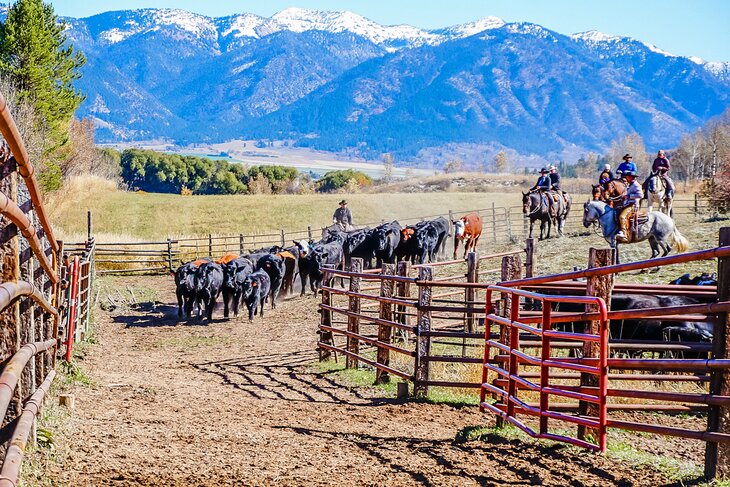 Cattle drive at a dude ranch in Wyoming