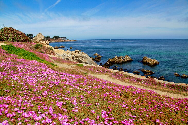 Wildflowers along Monterey Bay