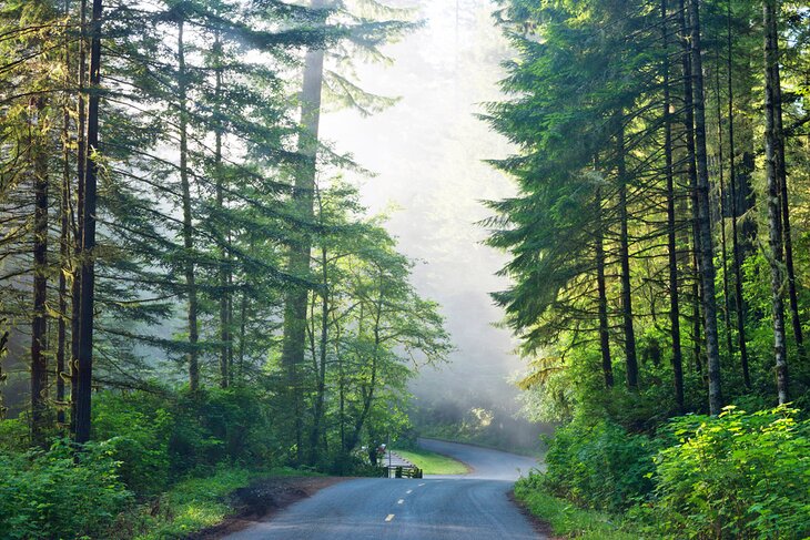 Lady Bird Johnson Grove in Redwood National Park